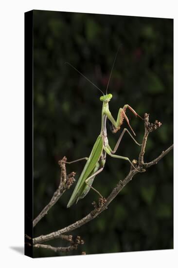 Stick Mantis (Mantodea), captive, Zambia, Africa-Janette Hill-Premier Image Canvas