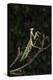 Stick Mantis (Mantodea), captive, Zambia, Africa-Janette Hill-Premier Image Canvas