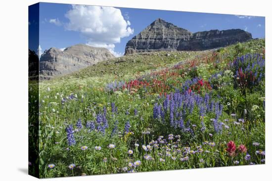 Sticky Aster and Indian Paintbrush, Mt. Timpanogas Wilderness Area-Howie Garber-Premier Image Canvas