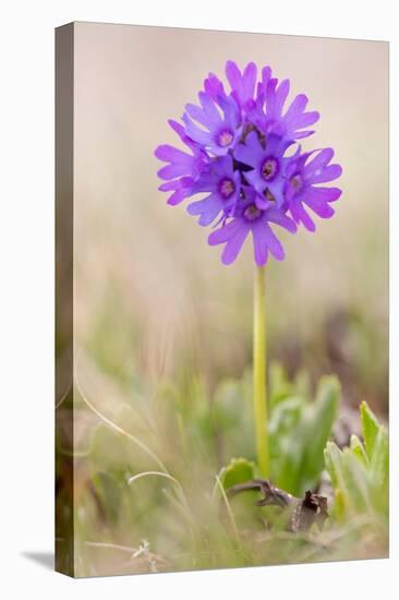 Sticky primrose Nordtirol, Austrian Alps-Alex Hyde-Premier Image Canvas