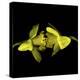 Still Kissing - Daffodils-Magda Indigo-Stretched Canvas