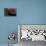 Still Life, Berry, Red, Bowl, Gray, Black, Still Life-Andrea Haase-Premier Image Canvas displayed on a wall