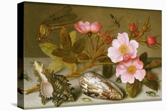 Still Life Depicting Flowers, Shells and a Dragonfly-Balthasar van der Ast-Premier Image Canvas