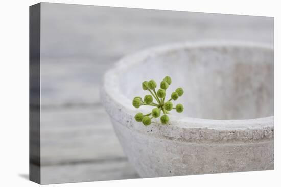 Still Life, Ivy Blossom, Green, Stone Bowl, Grey, White-Andrea Haase-Premier Image Canvas