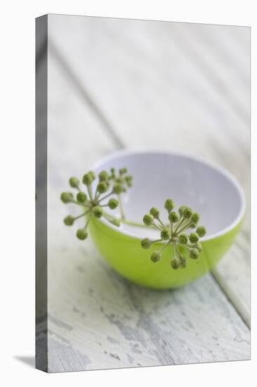 Still Life, Ivy Blossoms, Bowls, Green, White-Andrea Haase-Premier Image Canvas