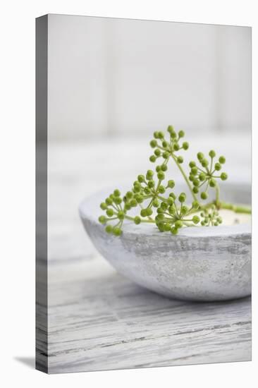 Still Life, Ivy Blossoms, Green, Stone Cup, Grey, White-Andrea Haase-Premier Image Canvas