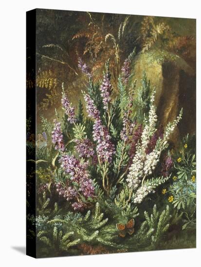 Still Life of Heather and Butterflies-Albert Lucas-Premier Image Canvas