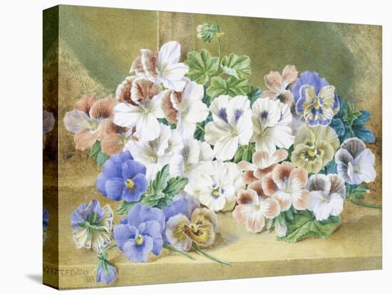 Still Life of Pansies and Pelargoniums-Thomas Collier-Premier Image Canvas