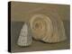 Still Life (Shells)-Morandi Giorgio-Premier Image Canvas