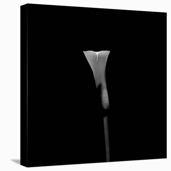 Still Life Shot of Calla Lily Flower-null-Premier Image Canvas