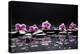 Still Life with Black Stone and Five Orchid-crystalfoto-Premier Image Canvas