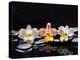 Still Life with Black Stone and Three Orchid-crystalfoto-Premier Image Canvas