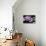 Still Life with Pebble and Orchid-crystalfoto-Premier Image Canvas displayed on a wall