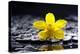 Still Life with Pebbles and Yellow Orchid-crystalfoto-Premier Image Canvas