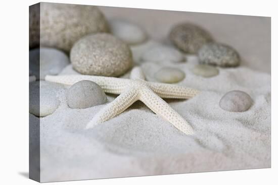 Still Life with Starfish-Andrea Haase-Premier Image Canvas