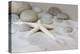 Still Life with Starfish-Andrea Haase-Premier Image Canvas