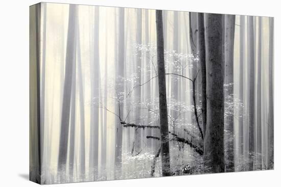 Still Silence-Marvin Pelkey-Stretched Canvas