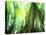 Stilt Root of a Walking Palm, Borro Colorado Island, Panama-Christian Ziegler-Premier Image Canvas