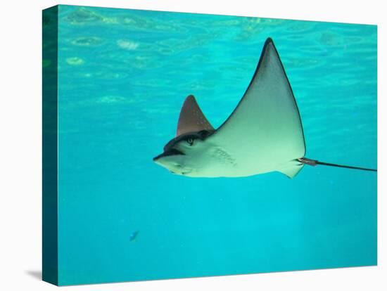 Sting Ray, Sea World, Gold Coast, Queensland, Australia-David Wall-Premier Image Canvas