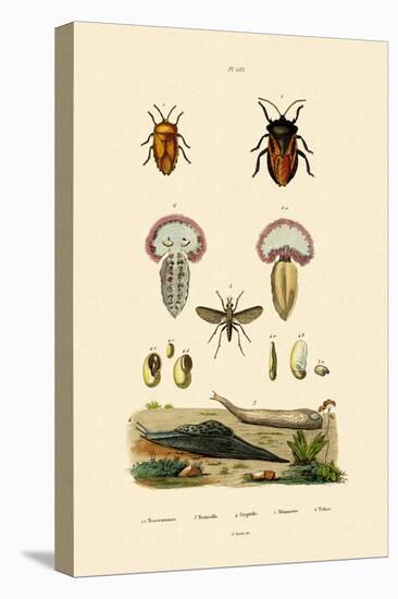 Stink Bugs, 1833-39-null-Premier Image Canvas