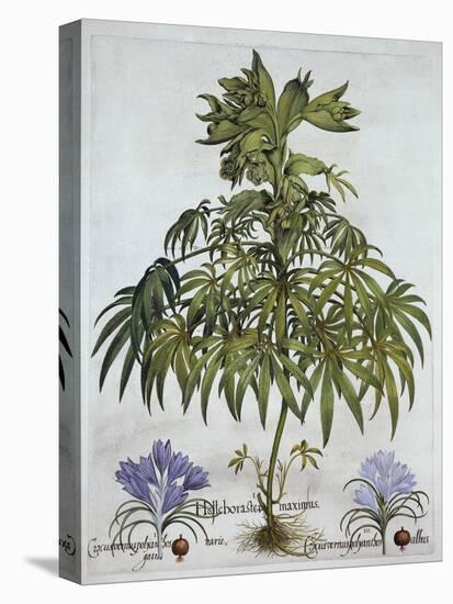 Stinking Hellebore, and Two Kinds of Crocus, from 'Hortus Eystettensis', by Basil Besler (1561-1629-German School-Premier Image Canvas