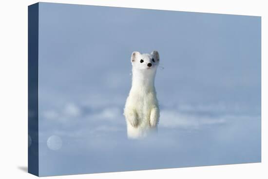 Stoat in winter coat, standing upright in snow, Germany-Konrad Wothe-Premier Image Canvas