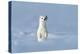 Stoat in winter coat, standing upright in snow, Germany-Konrad Wothe-Premier Image Canvas