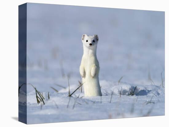 Stoat in winter coat, standing upright in the snow, Germany-Konrad Wothe-Premier Image Canvas