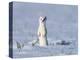 Stoat in winter coat, standing upright in the snow, Germany-Konrad Wothe-Premier Image Canvas