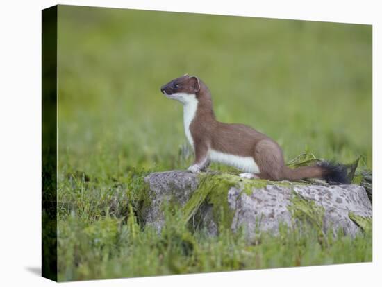 Stoat (Mustela Erminea) Standing on Rock in Saltmarsh, Conwy, Wales, UK, June-Richard Steel-Premier Image Canvas