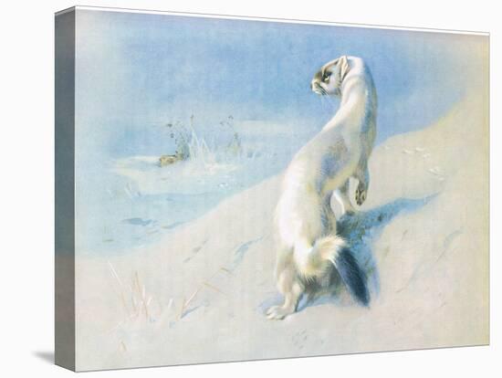 Stoat (Winter), from Thorburn's Mammals Published by Longmans and Co, C. 1920 (Colour Litho)-Archibald Thorburn-Premier Image Canvas