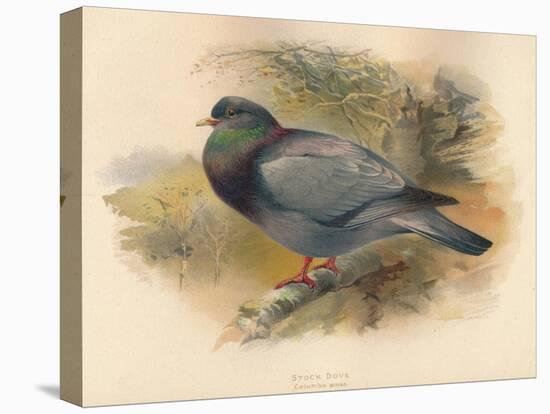 Stock Dove (Columba aenas), 1900, (1900)-Charles Whymper-Premier Image Canvas