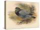 Stock Dove (Columba aenas), 1900, (1900)-Charles Whymper-Premier Image Canvas