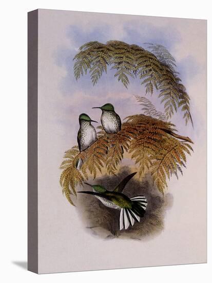 Stokes Hummingbird, Eustephanus Stokesi-John Gould-Premier Image Canvas