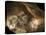 Stone-age Cave Paintings, Chauvet, France-Javier Trueba-Premier Image Canvas