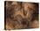 Stone-age Cave Paintings, Chauvet, France-Javier Trueba-Premier Image Canvas