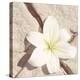 Stone Blossom IV-Jason Johnson-Premier Image Canvas