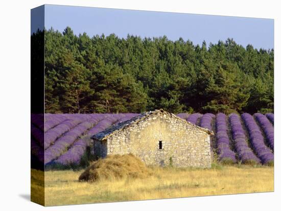 Stone Building in Lavender Field, Plateau De Sault, Haute Provence, Provence, France, Europe-Guy Thouvenin-Premier Image Canvas