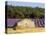 Stone Building in Lavender Field, Plateau De Sault, Haute Provence, Provence, France, Europe-Guy Thouvenin-Premier Image Canvas