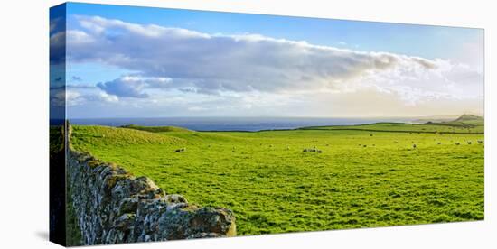 Stone fence along pasture with Sheep grazing, Moray Firth near Brora, Scotland-Panoramic Images-Premier Image Canvas