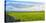 Stone fence along pasture with Sheep grazing, Moray Firth near Brora, Scotland-Panoramic Images-Premier Image Canvas