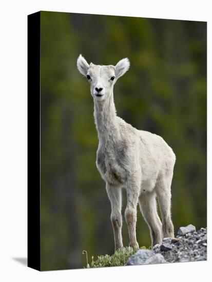 Stone Sheep (Ovis Dalli Stonei) Lamb, Muncho Lake Provincial Park, British Columbia, Canada-James Hager-Premier Image Canvas