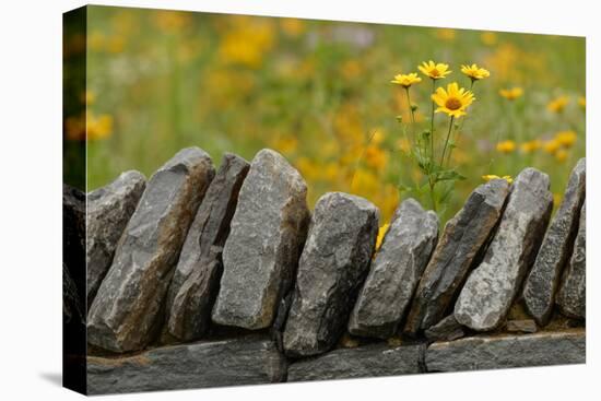 Stone wall and coreopsis flowers, The Parklands of Floyds Fork, Louisville, Kentucky-Adam Jones-Premier Image Canvas