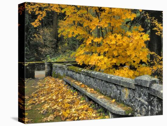 Stone Wall Framed by Big Leaf Maple, Columbia River Gorge, Oregon, USA-Jaynes Gallery-Premier Image Canvas