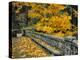 Stone Wall Framed by Big Leaf Maple, Columbia River Gorge, Oregon, USA-Jaynes Gallery-Premier Image Canvas