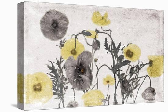 Stone Wash Poppies Light-Jace Grey-Stretched Canvas
