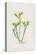 Stonecrop or Wall-Pepper (Chromolitho)-Frederick Edward Hulme-Premier Image Canvas