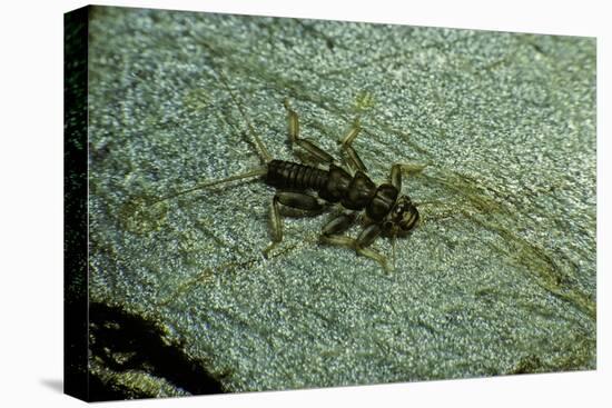 Stonefly Larva in Water-Paul Starosta-Premier Image Canvas