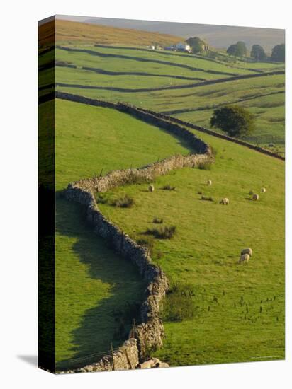 Stonewalls and Sheep, Near Ribblehead, Yorkshire, England, UK, Europe-Upperhall Ltd-Premier Image Canvas