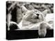 Stop Snoring-Dorothy Berry-Lound-Premier Image Canvas